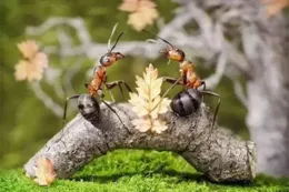 衣索比亞狼能像蜜蜂一樣授粉