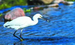 影像紀實 | 冬日鳥飛舞