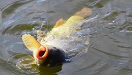 刮風還沒魚口？搞懂3個「風釣」秘訣，魚獲翻倍，輕松連竿