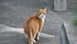 冬日小區流浪貓，這些小可愛讓人心疼