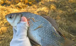 磯竿遠投冬季釣鯽魚怎麽樣？優勢很明顯，針對大鯽魚的「利器」
