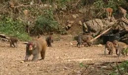 鄰裏不和？廣西崇左獼猴頻繁「登門」的背後故事