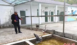 鄱陽湖畔的「候鳥醫院」：家鵝助傷病候鳥康復