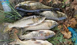 手竿浮釣鰱鱅，浮漂最好這樣調，這些漂相出現時，提竿基本能中魚