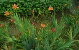 民間仙草 射（yè）幹（gān）