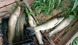 釣魚技巧：據說一半釣魚人不知，串鉤還有這些玩法，野釣大魚專用