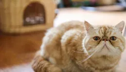 為什麽農村裏大娘，老漢養的土貓都讓親、讓摟的，而在城中養貓的年輕人手中卻「賤」貓頻出？