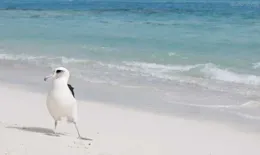 靠肺呼吸的海豚和鯨是怎麽睡覺的？