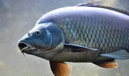 你想漁獲滿滿嗎？熟知魚類這3個生理特征，打窩誘魚有章可循