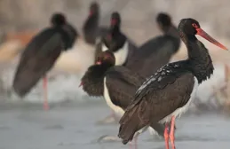 北京房山拒馬河水清了 27只黑鸛返回覓食地