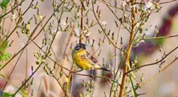 南森已監測記錄野生鳥類117種