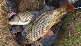 野釣鯉魚，浮漂調幾目釣幾目？