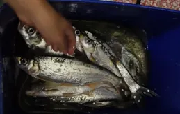 廣東男子釣上大量翹嘴魚，聲稱6元1斤還包送，網友：給我來兩噸！