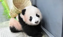 酷酷&胖大海，戴著小天才兒童手表，開席坐小孩那一桌的反差萌~