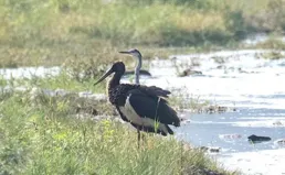 享受愜意時光 「鳥中大熊貓」黑鸛來這裏越冬了