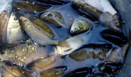 野釣！冬季釣魚三板斧！如果還釣不到就是沒魚！能釣到魚說啥都對