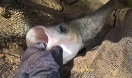 冬天鰱鱅魚難釣的4個原因，釣不到魚很正常