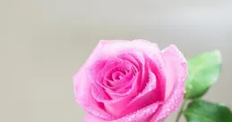 一個家庭，突然「混進」這3樣東西，那是老天暗示家道興起