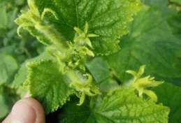 什麽是蹲苗？黃瓜蹲苗的具體方法有哪些？趕緊看看