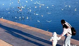 「挽留卡玫基行動」30年，來這裏過冬的卡玫基已有十萬余只