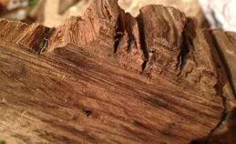 關於文玩，你不知道的冷知識：記住，沈香不是木頭！