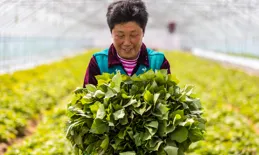 紅薯藤蔓育苗和薯塊育苗有何不同？紅薯平栽、直栽、斜栽哪種好？