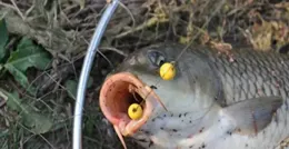 路亞珠珠釣實戰技巧與線組綁法:讓釣得更遠成為可能,收獲更大更多