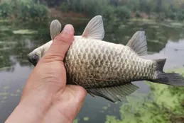 都說「冬釣陽」，為什麽大晴天出釣收獲往往很差？原因在這呢