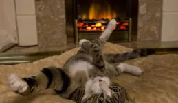 小豹貓「想想」：重慶動物園裏的萌態小明星