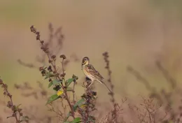 畫板中的栗耳鹀