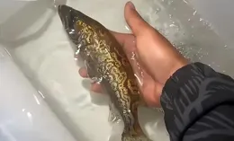 江西一釣友釣到價值北京三環一套房的斑鱖魚 形態獨特「長」滿銅錢