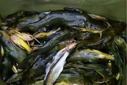 降溫後開餌思路，整不好窩裏有魚都不開口