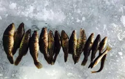 東北叫它「老頭魚」，冬季被「凍」在冰中，遇水後還能恢復活力