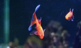 釣魚燒錢警惕：你是否已經進入釣魚過度消費的漩渦