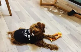 帶著狗旅行的生活如何？