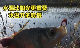 冬季釣鯽魚牢記「五小」，氣溫再低也不怕，照樣可以哢哢連桿