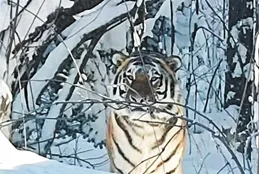 南國學堂·萌新聞丨長白山的野生東北虎回來了