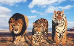 人類為什麽幾乎不食用肉食動物的肉？