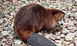 被稱為動物界的建築大師，還能建造攔河水壩，水獺到底有多神奇