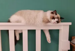 貓經常坐在院子中間，偶爾舔舔身上的毛，然後坐在那一個下午，它坐在那幹什麽？