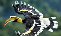 被人大量獵殺取走頭骨的怪鳥，雄鳥被殺後，雌鳥和孩子也會死？
