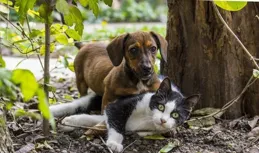 為什麽狗總是怕貓？揭秘狗與貓之間的千年恩怨