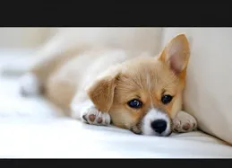 你知道這樣會讓狗狗的變得更加膽小嗎？這幾個建議你應該會用到