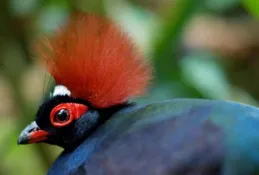 世界上最可愛的鳥，你認識幾個？
