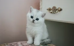 貓咪打噴嚏不必擔憂，自愈力max