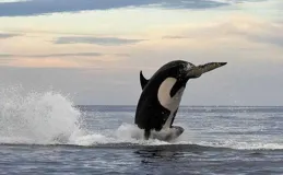 海豹與10頭虎鯨相遇，生存機率有多大？