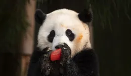 變化太大，小奇跡回家後，從吃冰坨坨和吃大竹筍，長得白白胖胖