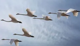 大雁南飛：隊形變換與領頭雁的奧秘