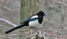 喜鵲窩對材料選擇有多挑剔？為了安全，它竟然選擇用鋼材料築巢！