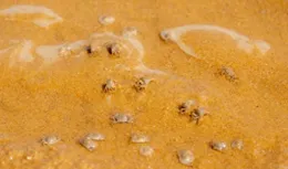 怎麽養螃蟹才不會死？養蟹之道：怎樣讓蟹寶寶活蹦亂跳